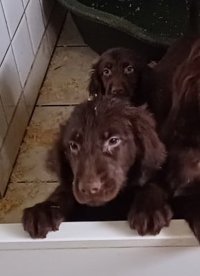 Les chiots de Flat Coated Retriever