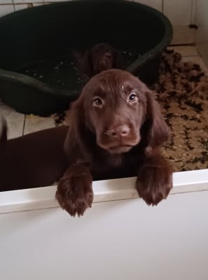 Les chiots de Flat Coated Retriever