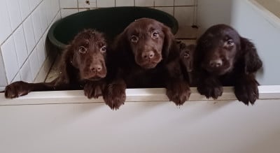 Les chiots de Flat Coated Retriever