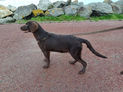 Les chiots de Flat Coated Retriever