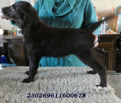 Les chiots de Flat Coated Retriever