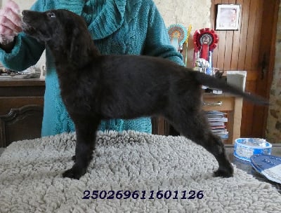 Les chiots de Flat Coated Retriever