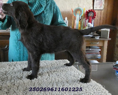 Les chiots de Flat Coated Retriever