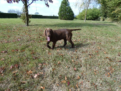 CHIOT 8 - Flat Coated Retriever