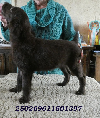 Les chiots de Flat Coated Retriever