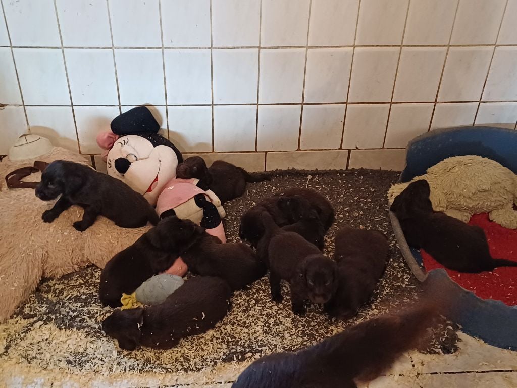 Flat Coated Retriever - Du marais de la sangsurière