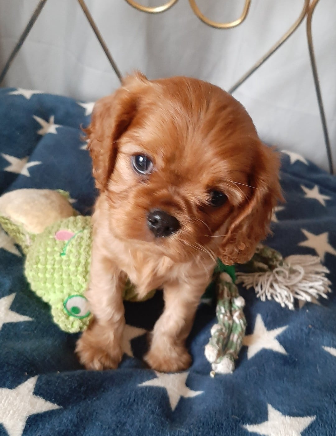 CHIOT 4 - Cavalier King Charles Spaniel