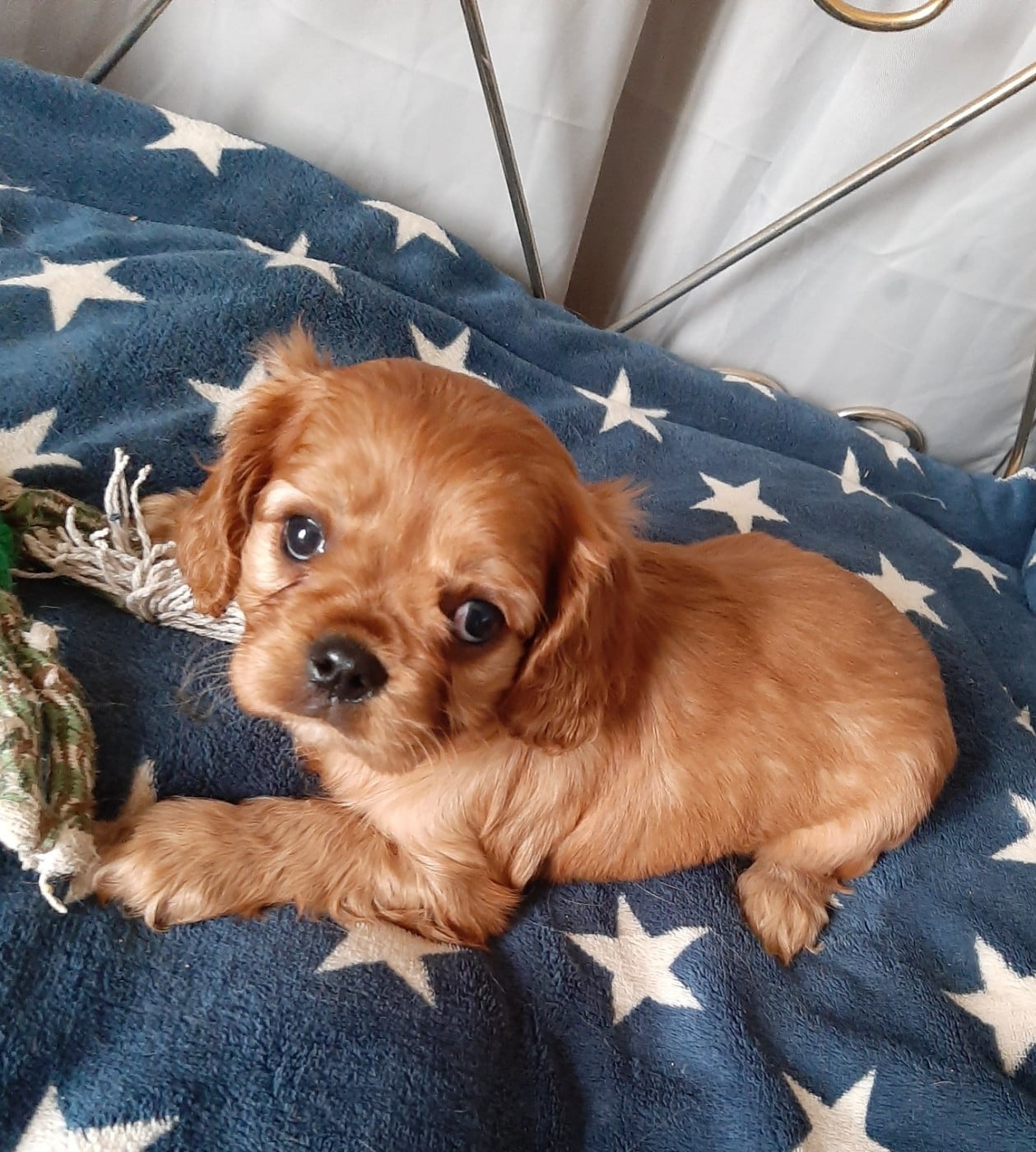 CHIOT 5 - Cavalier King Charles Spaniel