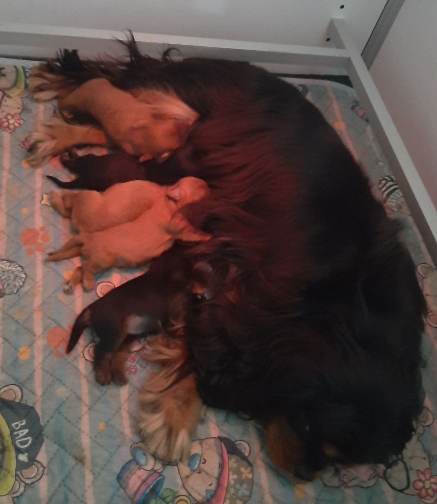 CHIOT 4 - Cavalier King Charles Spaniel