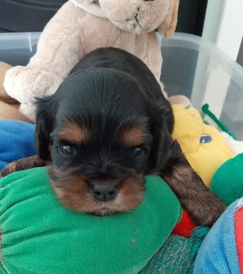 Les chiots de Cavalier King Charles Spaniel