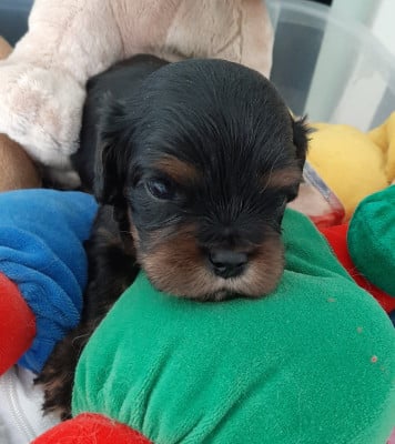 Les chiots de Cavalier King Charles Spaniel