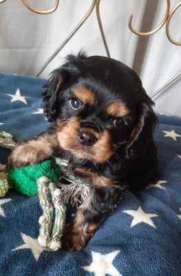 Les chiots de Cavalier King Charles Spaniel