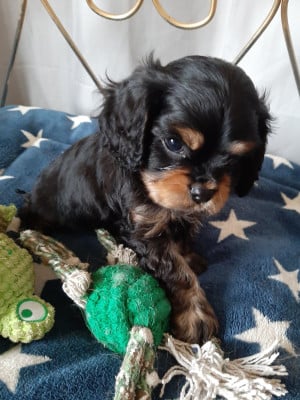 Les chiots de Cavalier King Charles Spaniel