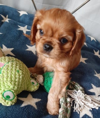Les chiots de Cavalier King Charles Spaniel