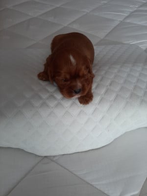 Les chiots de Cavalier King Charles Spaniel