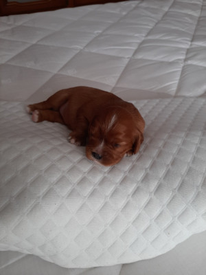 Les chiots de Cavalier King Charles Spaniel