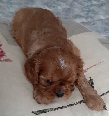 Les chiots de Cavalier King Charles Spaniel