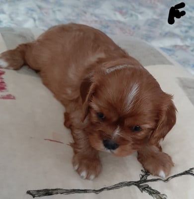 Les chiots de Cavalier King Charles Spaniel