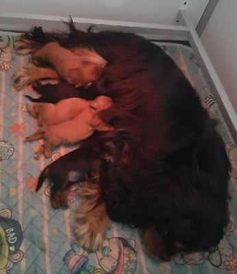 Les chiots de Cavalier King Charles Spaniel