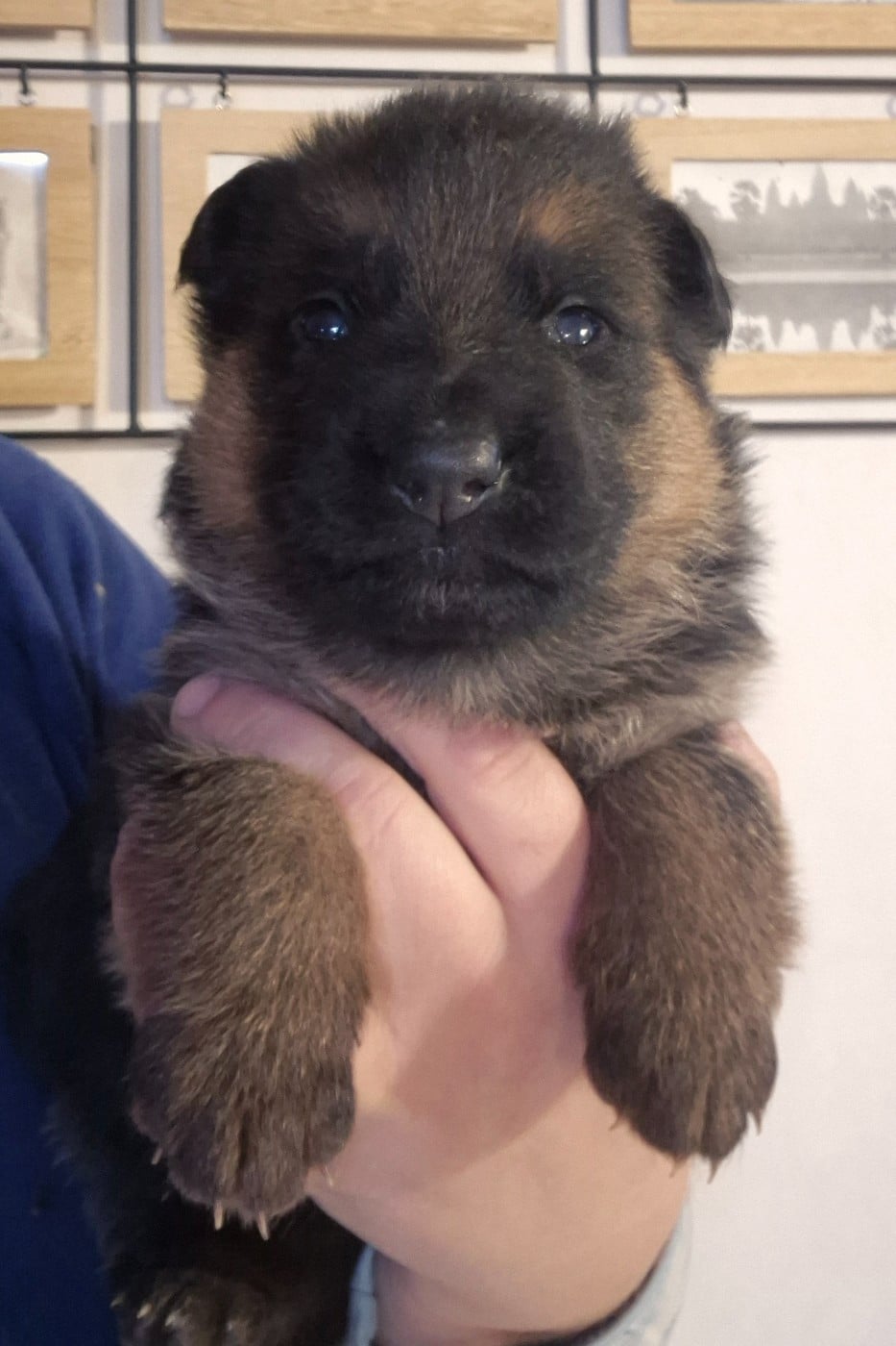 CHIOT - Berger Allemand