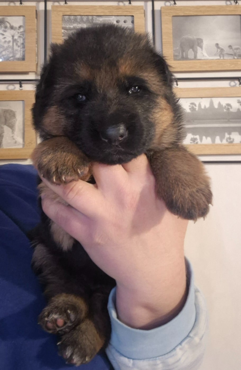 CHIOT - Berger Allemand