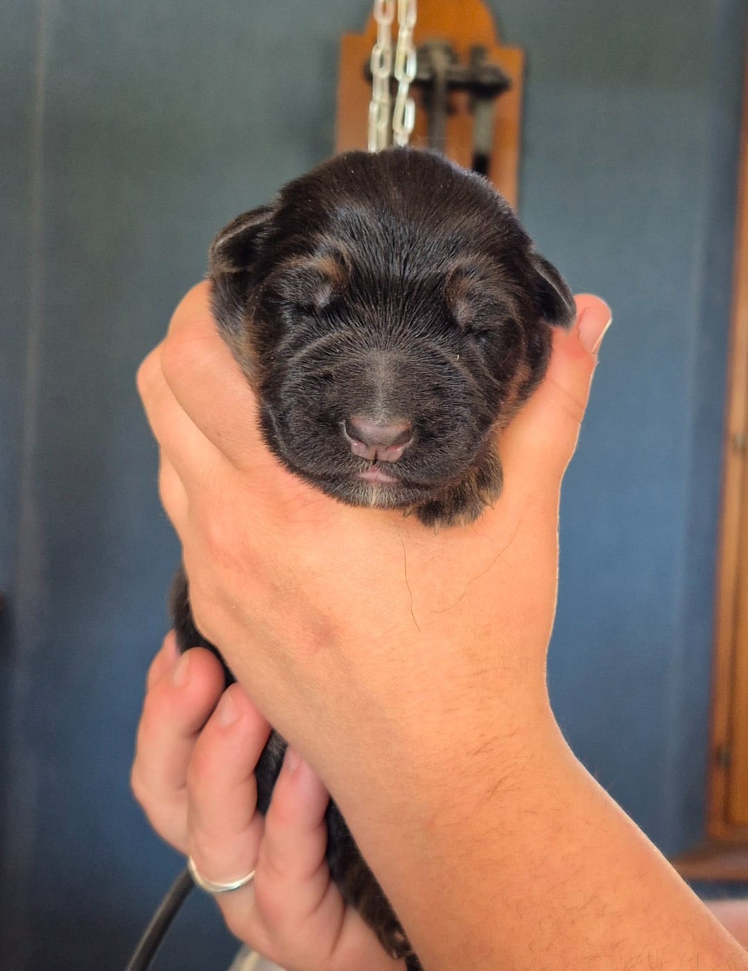CHIOT 1 - Berger Allemand Poil Long