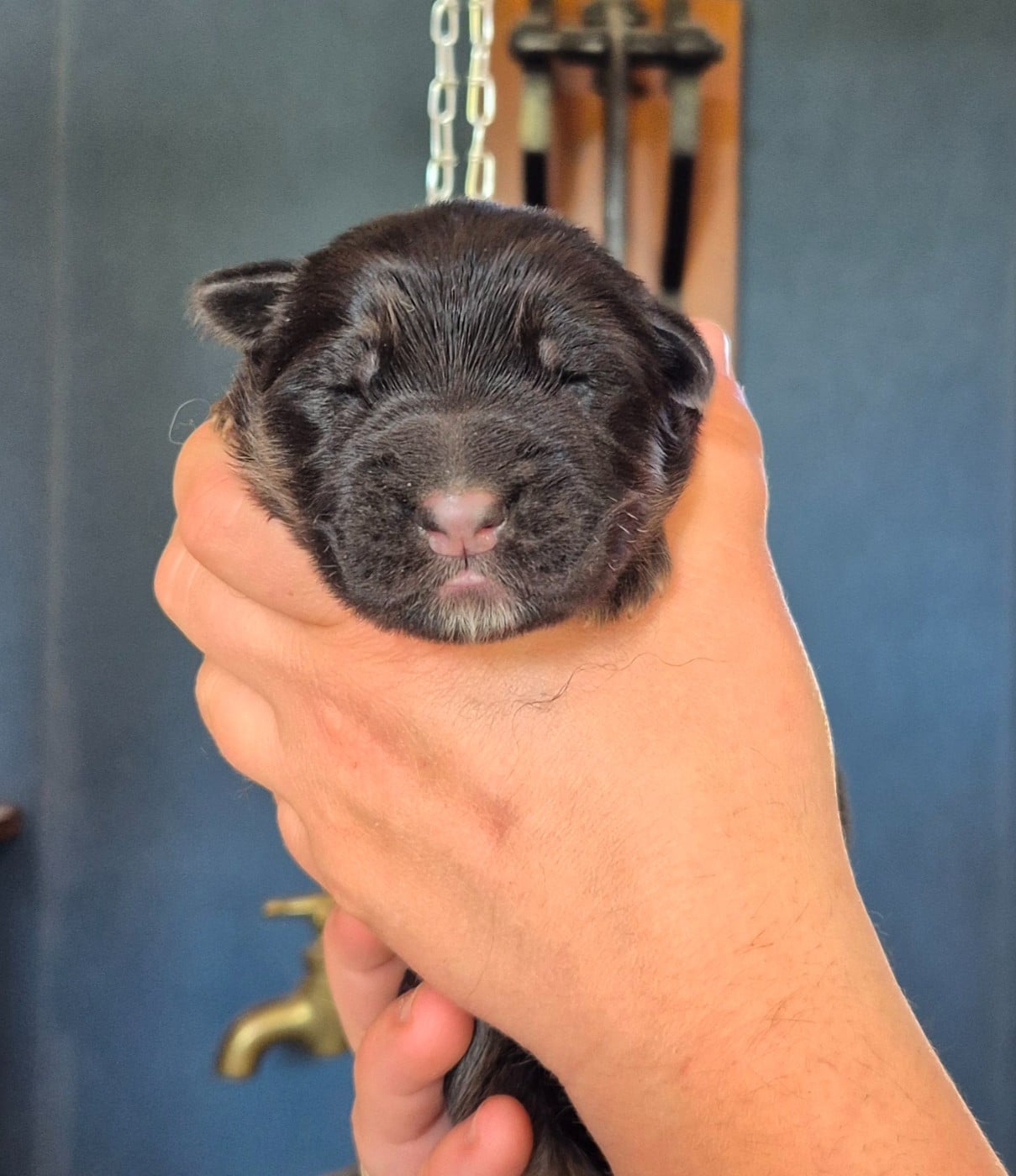 CHIOT 2 - Berger Allemand Poil Long