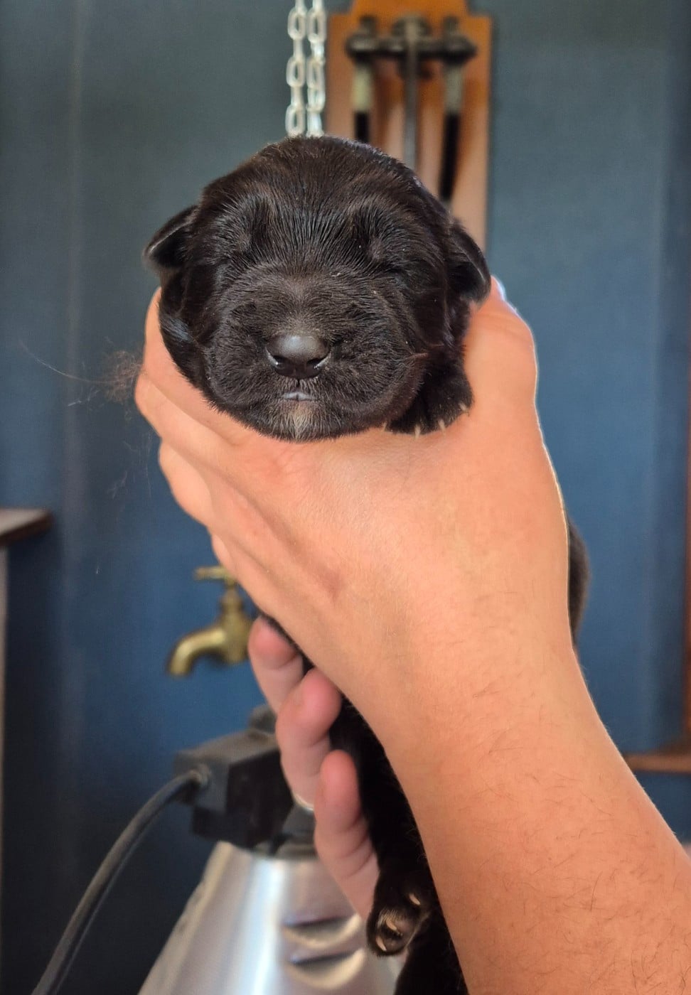 CHIOT 3 - Berger Allemand Poil Long