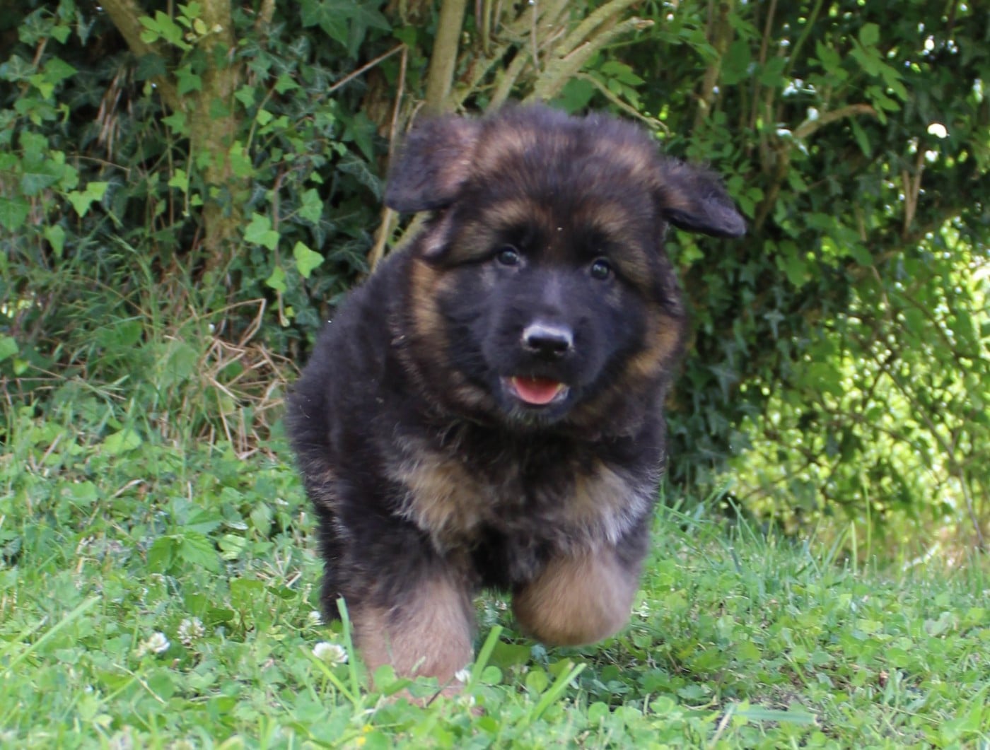 Berger Allemand Poil Long - de la Saviotine