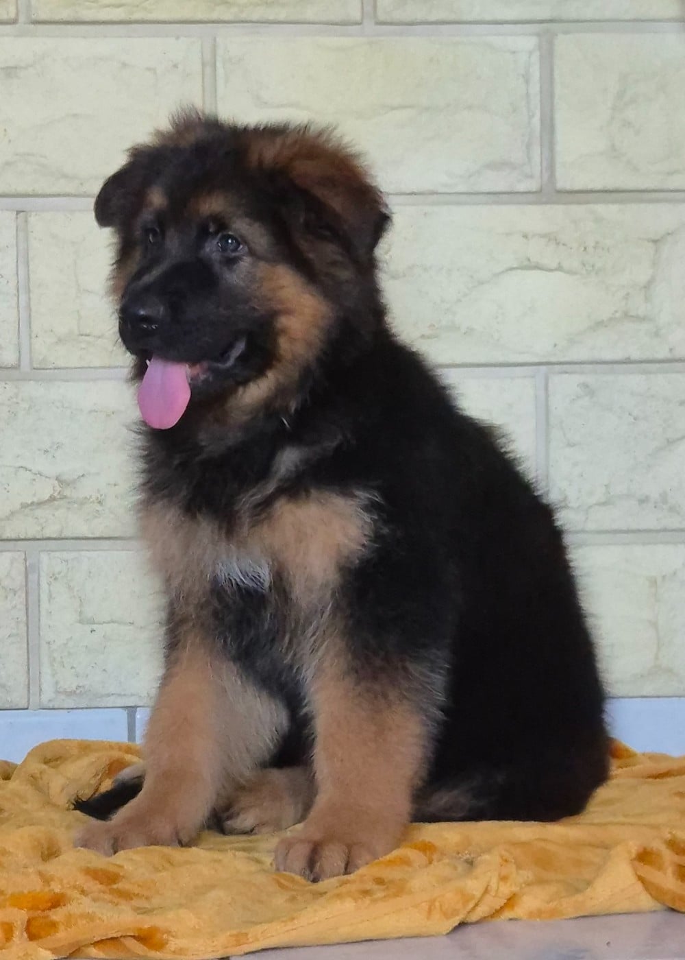 CHIOT 2