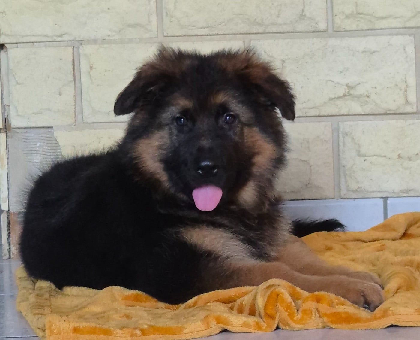 CHIOT 2