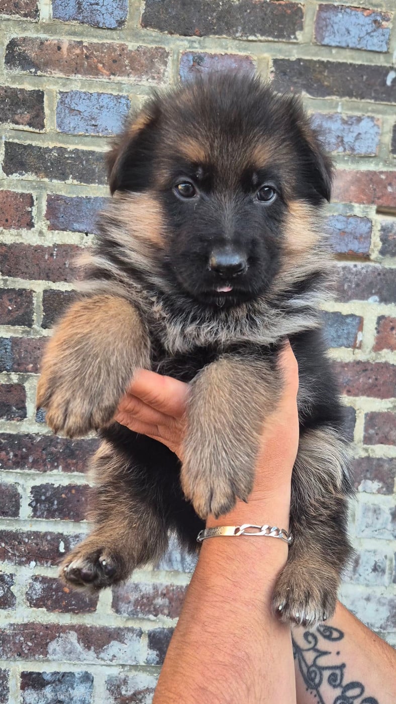 CHIOT 8