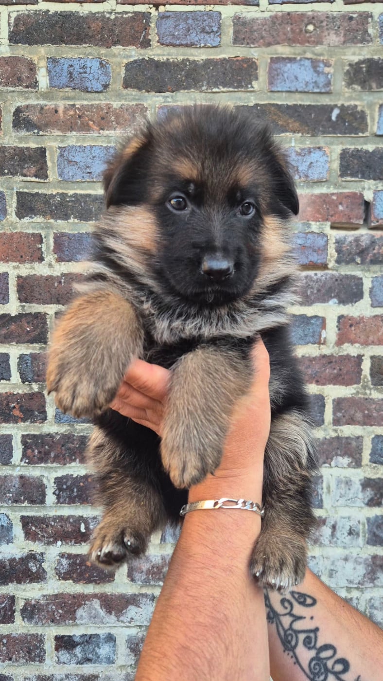 CHIOT 8