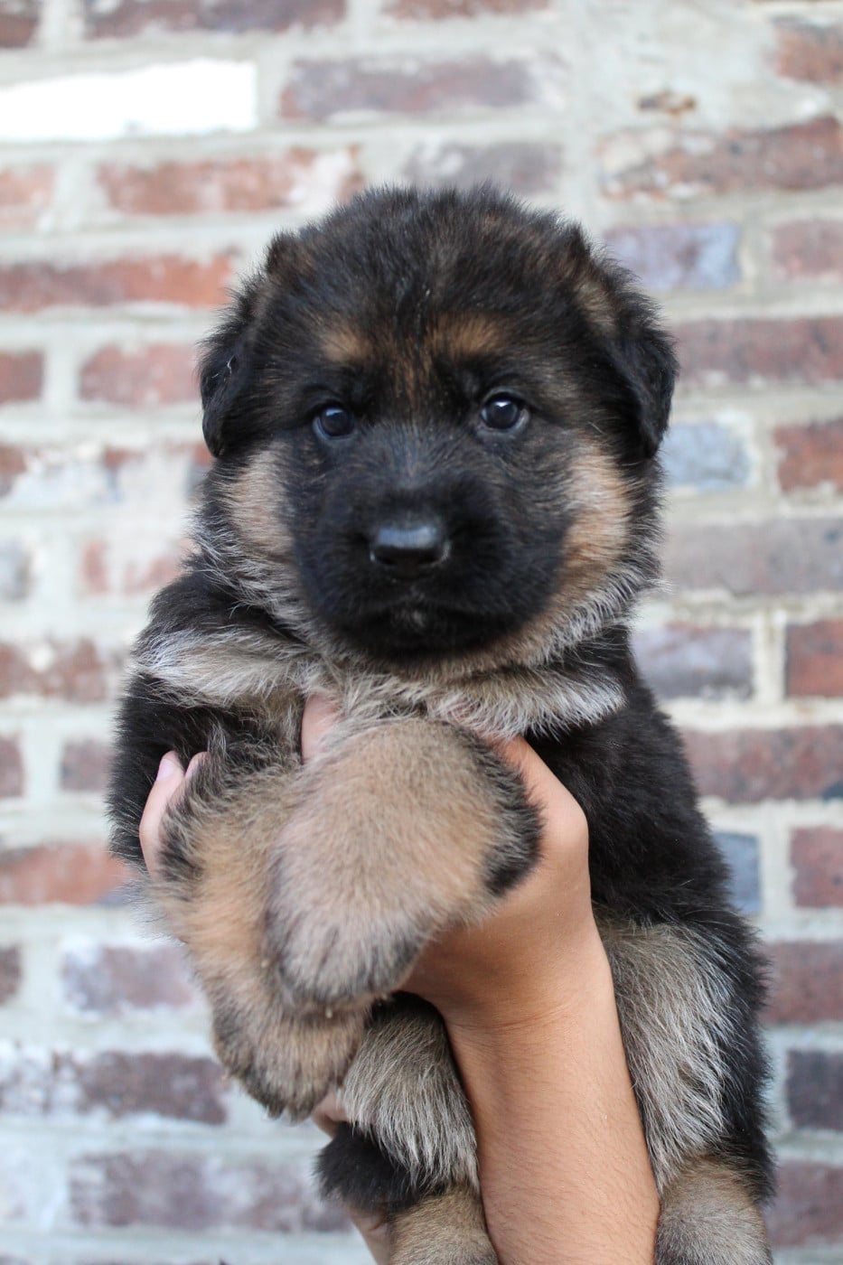 CHIOT 4 - Berger Allemand