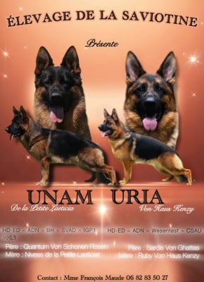 Les chiots de Berger Allemand