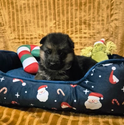 Les chiots de Berger Allemand