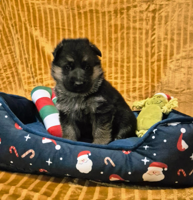 Les chiots de Berger Allemand