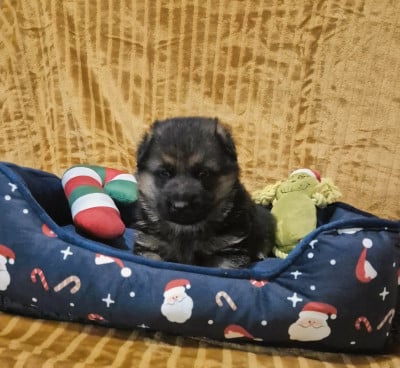 Les chiots de Berger Allemand