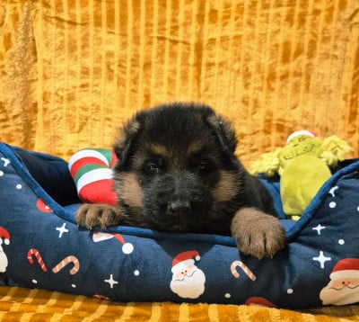 Les chiots de Berger Allemand