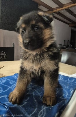 Les chiots de Berger Allemand