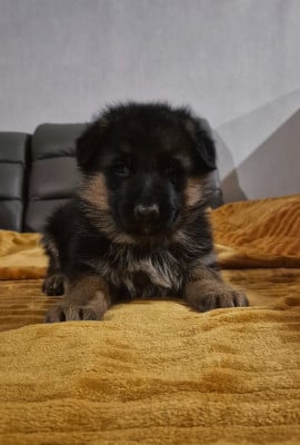 Les chiots de Berger Allemand