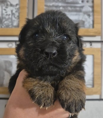 Les chiots de Berger Allemand