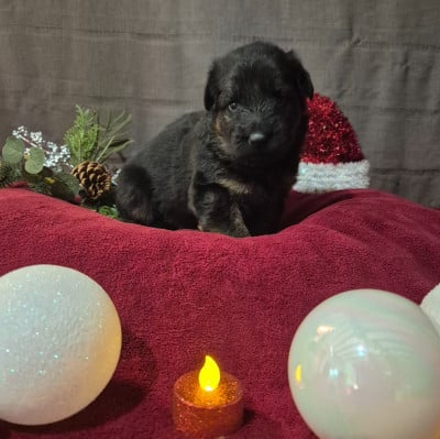 Les chiots de Berger Allemand