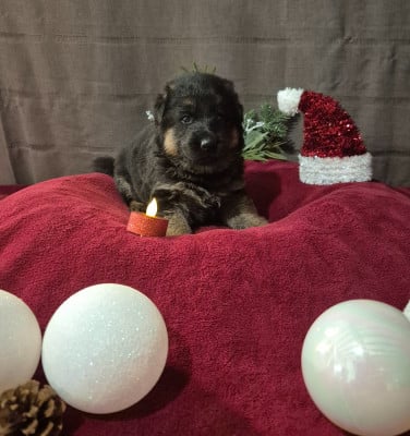 Les chiots de Berger Allemand