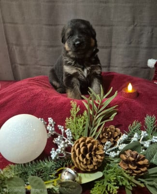 Les chiots de Berger Allemand