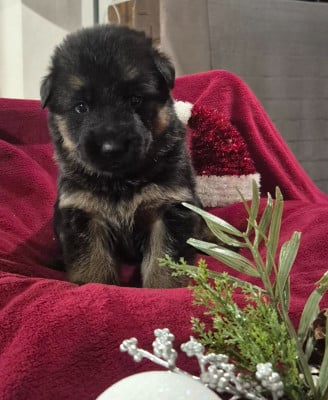 Les chiots de Berger Allemand