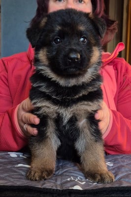 Les chiots de Berger Allemand