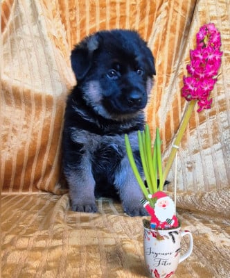 Les chiots de Berger Allemand