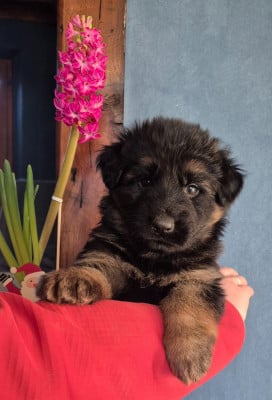 Les chiots de Berger Allemand