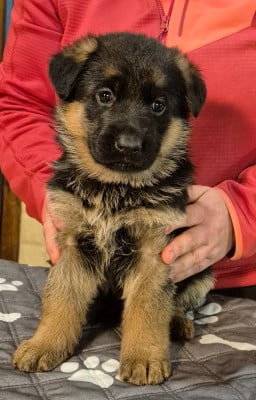 Les chiots de Berger Allemand